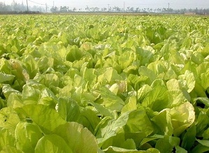 經(jīng)過(guò)太陽(yáng)能殺蟲燈防治后的白菜