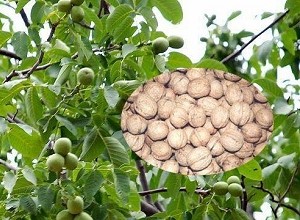 經(jīng)過(guò)太陽(yáng)能殺蟲燈防治后的核桃圖片