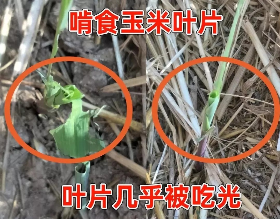 βݵ؝ҹ߿՜y(c)(bo)КԵ